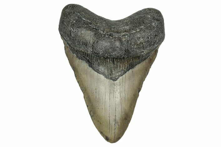 Fossil Megalodon Tooth - North Carolina #349379